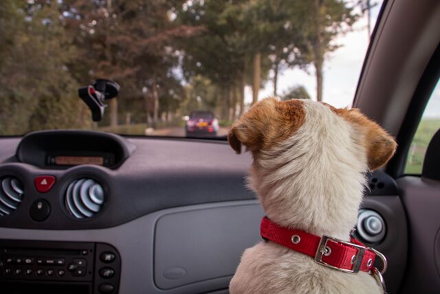 車の中の犬