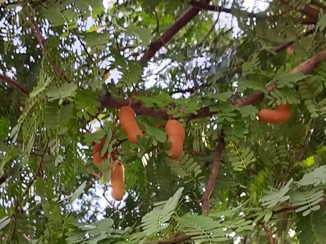 タマリンドの木