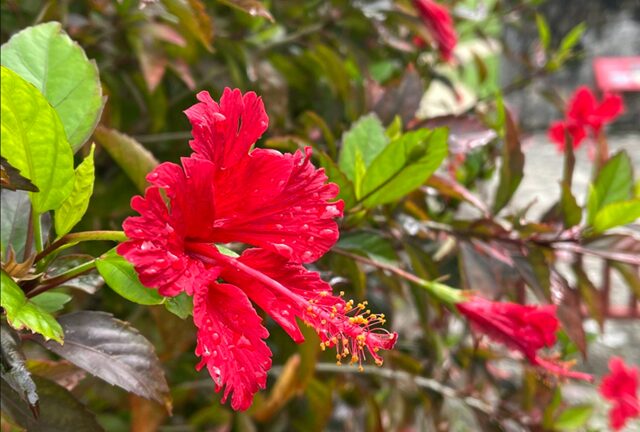 沖縄の花ハイビスカス