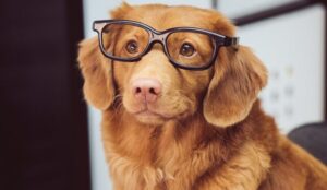 メガネをかけた犬