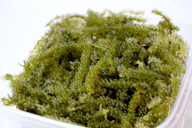 コストコ うみぶどう磯の風味とプチプチとした食感が楽しい沖縄の海藻「海ぶどう」