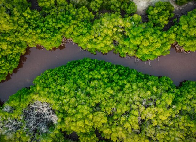 自然豊かなアマゾンの森を流れる川を空から取った写真