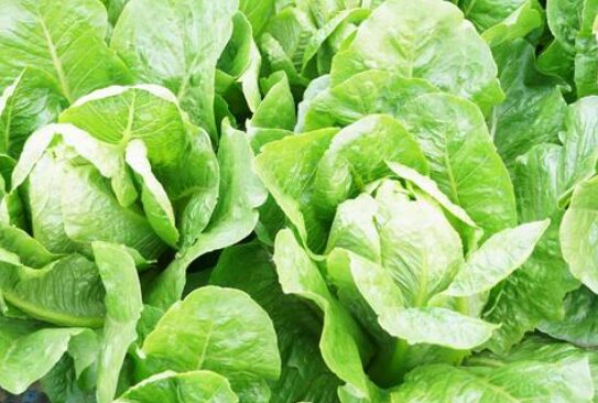 ロメインレタス