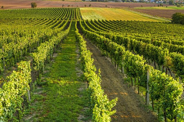 南アフリカの広大な平野に広がるブドウ畑