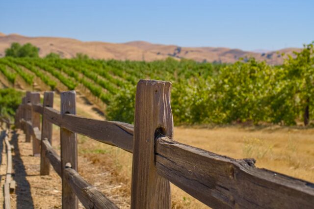 カリフォルニア・レッドヒルズの広大なブドウ園