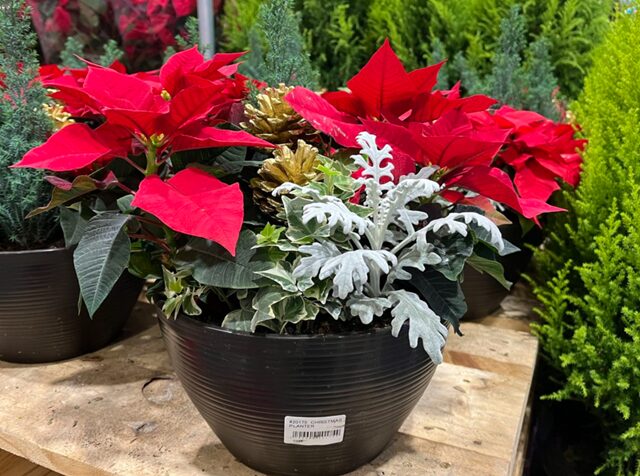 コストコ クリスマスプランター20175