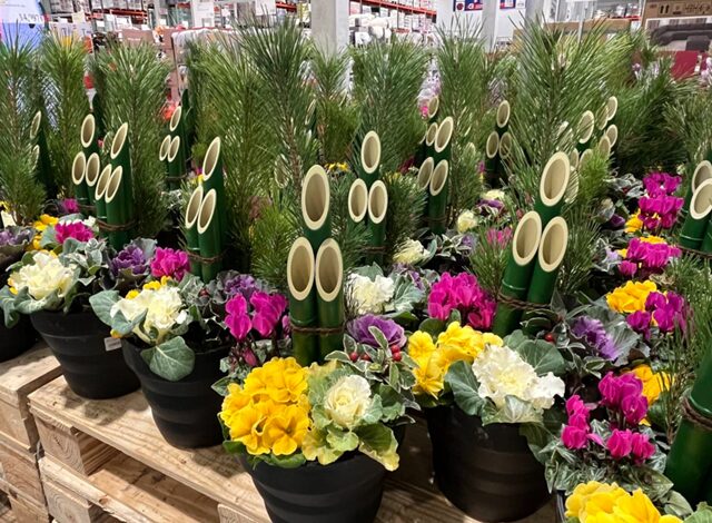 コストコ ニューイヤープランター 寄せ植え 迎春58747