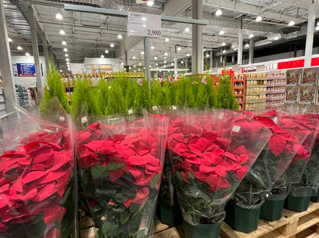 コストコ ポインセチア8号鉢