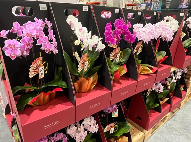 コストコ胡蝶蘭ミディ2本立ち14328