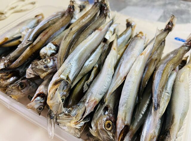 62匹のコストコ 子持ちからふとししゃも