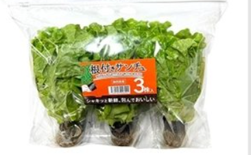 コストコ 根付きサンチュ 3株セット 153845
